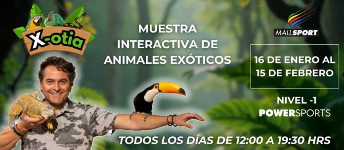 X-OTIA llega a Mall Sport con una propuesta educativa y familiar que invita a descubrir el mundo de los animales exóticos (1) X-OTIA llega a Mall Sport con una propuesta educativa y familiar que invita a descubrir el mundo de los animales exóticos