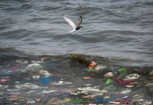 Adiós a los plásticos desechables en locales de comida: entra en vigencia la Ley de Plásticos de un Solo Uso Adiós a los plásticos desechables en locales de comida: entra en vigencia la Ley de Plásticos de un Solo Uso