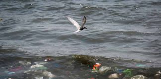 Adiós a los plásticos desechables en locales de comida:  entra en vigencia la Ley de Plásticos de un Solo Uso 