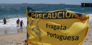 Fragata portuguesa en Valparaíso: ¿Qué hacer en caso de contacto o picadura?