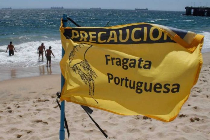 Fragata portuguesa en Valparaíso: ¿Qué hacer en caso de contacto o picadura?