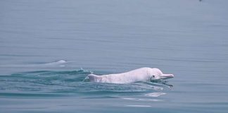 Huawei aplica Inteligencia Artificial para preservar los delfines blancos