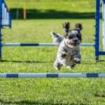 Agility: el circuito de pruebas que mejora la condición física y estimula la mente de los perros