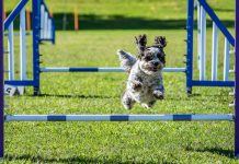 Agility: el circuito de pruebas que mejora la condición física y estimula la mente de los perros