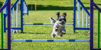 Agility: el circuito de pruebas que mejora la condición física y estimula la mente de los perros Agility: el circuito de pruebas que mejora la condición física y estimula la mente de los perros