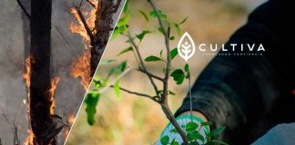 Cultiva lanza campaña de donación de árboles nativos para reforestar zonas incendiadas en el centro – sur de Chile “De las cenizas al bosque”: Cultiva lanza campaña de donación de árboles nativos para reforestar zonas incendiadas en el centro - sur de Chile