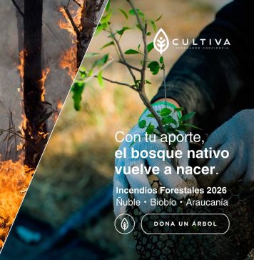 “De las cenizas al bosque”: Cultiva lanza campaña de donación de árboles nativos para reforestar zonas incendiadas en el centro - sur de Chile