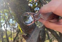 Este otoño Parque Cordillera te invita a sus guiados de hongos