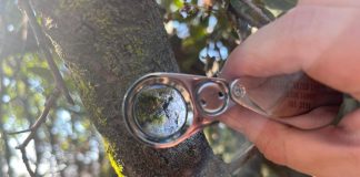 Este otoño Parque Cordillera te invita a sus guiados de hongos