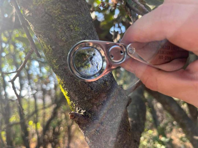 Este otoño Parque Cordillera te invita a sus guiados de hongos