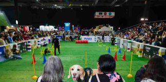 Expo Mascotas & Animales cumple 14 años y vuelve como el gran panorama familiar del otoño