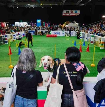 Expo Mascotas & Animales cumple 14 años y vuelve como el gran panorama familiar del otoño Expo Mascotas & Animales cumple 14 años y vuelve como el gran panorama familiar del otoño