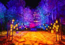 Harry Potter: La Experiencia del Bosque Prohibido debuta en Chile este otoño en el Parque Quinta Normal