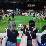 Expo Mascotas & Animales potenciará negocios del sector en Chile en medio de fuerte auge