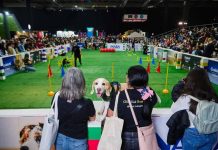 Expo Mascotas & Animales potenciará negocios del sector en Chile en medio de fuerte auge