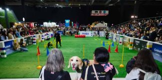 Expo Mascotas & Animales potenciará negocios del sector en Chile en medio de fuerte auge