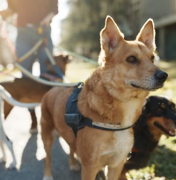 Día Mundial del Perro: cinco cuidados esenciales para proteger su salud y bienestar Día Mundial del Perro: cinco cuidados esenciales para proteger su salud y bienestar
