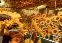 Van Gogh en Vivo: Últimos días para vivir la experiencia inmersiva que ha revolucionado Santiago Van Gogh en Vivo: Últimos días para vivir la experiencia inmersiva que ha revolucionado Santiago