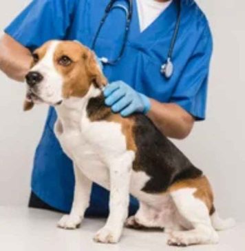 Diferencias de más de 600% en consultas veterinarias Diferencias de más de 600% en consultas veterinarias