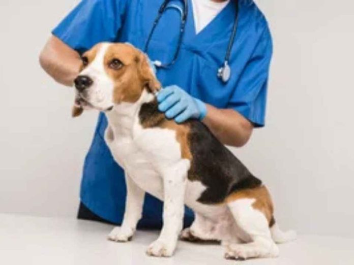 Diferencias de más de 600% en consultas veterinarias (1) Diferencias de más de 600% en consultas veterinarias