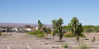 LabAncestral realizará seminario binacional sobre prácticas ancestrales