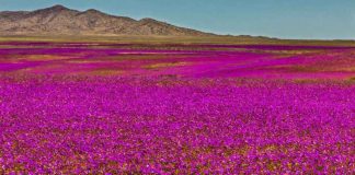 SERNATUR presenta el Desierto Florido 2026 e invita a descubrir Atacama de manera responsable