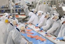 Subsidio al empleo, Previgestion te explica todo sobre este beneficio que entrega el Gobierno