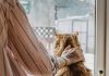 Emergencia Preventiva: Formas de mitigar la suspensión de los paseos con mascotas Emergencia Preventiva: Formas de mitigar la suspensión de los paseos con mascotas