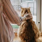 Emergencia Preventiva: Formas de mitigar la suspensión de los paseos con mascotas Emergencia Preventiva: Formas de mitigar la suspensión de los paseos con mascotas