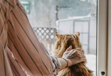 Emergencia Preventiva: Formas de mitigar la suspensión de los paseos con mascotas Emergencia Preventiva: Formas de mitigar la suspensión de los paseos con mascotas