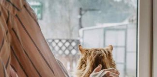 Emergencia Preventiva: Formas de mitigar la suspensión de los paseos con mascotas Emergencia Preventiva: Formas de mitigar la suspensión de los paseos con mascotas