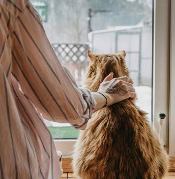 Emergencia Preventiva: Formas de mitigar la suspensión de los paseos con mascotas Emergencia Preventiva: Formas de mitigar la suspensión de los paseos con mascotas