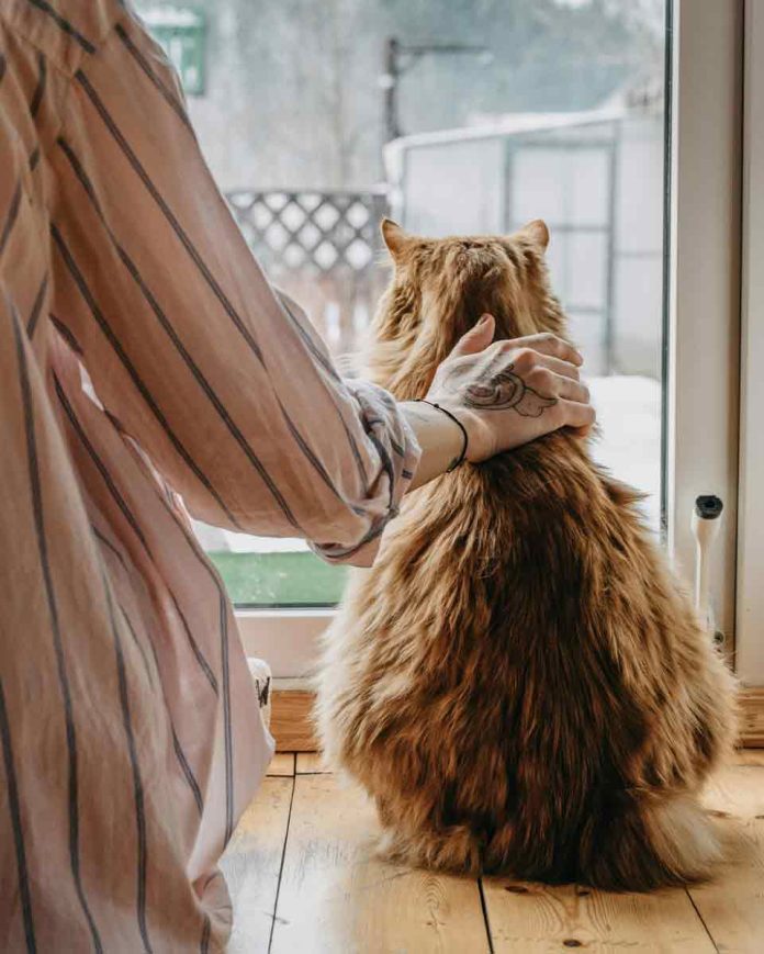 Emergencia Preventiva: Formas de mitigar la suspensión de los paseos con mascotas Emergencia Preventiva: Formas de mitigar la suspensión de los paseos con mascotas